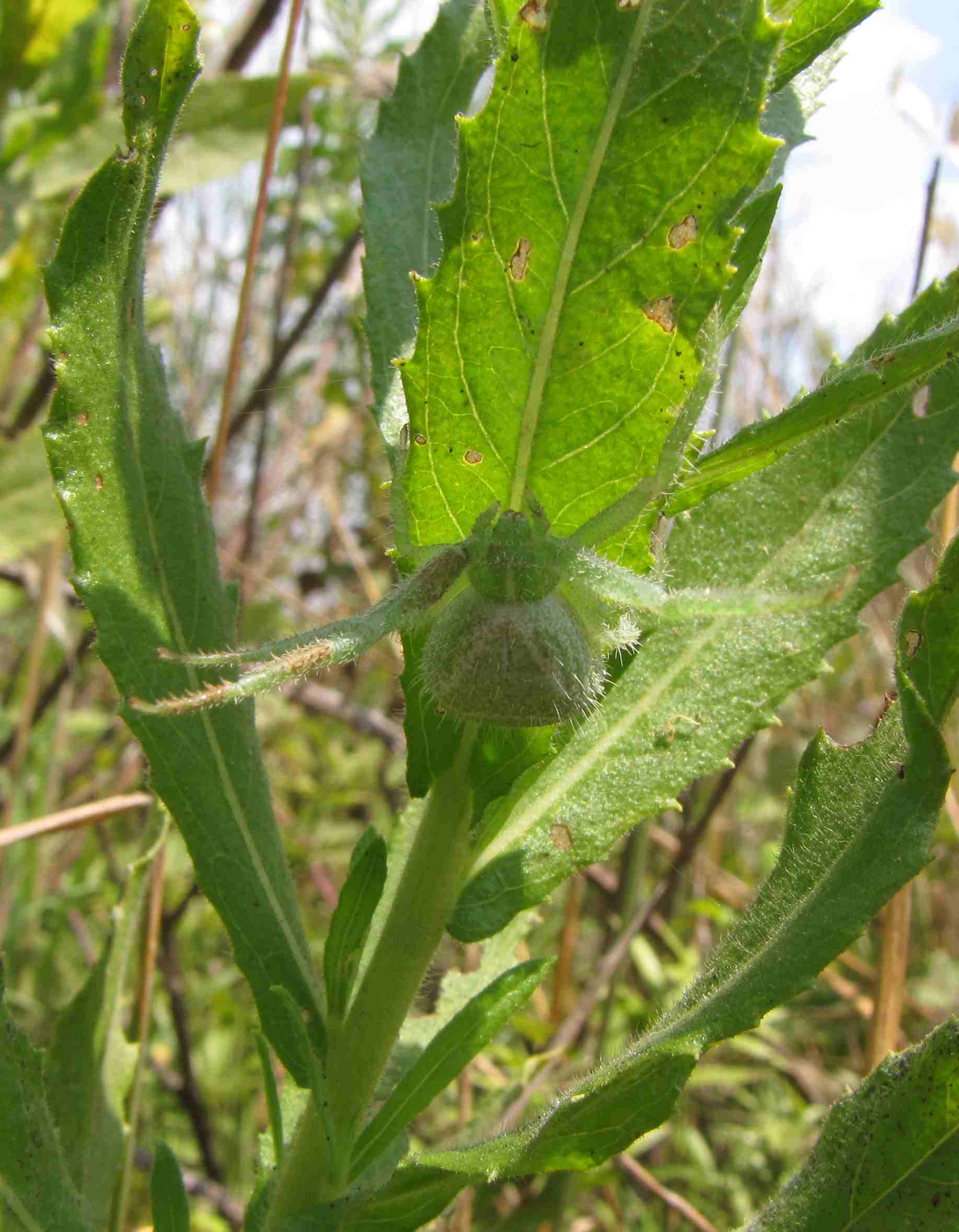 Heriaeus sp.